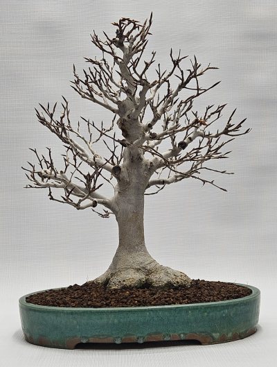 Japanese Beech