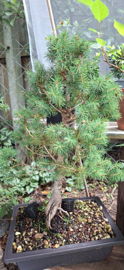White Spruce