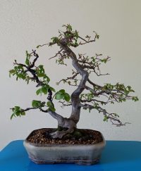 পুনরায় রোপণ - ৮/৩/২৬ - Photo 1/1