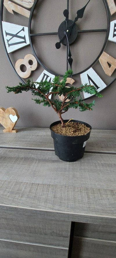 Chamaecyparis obtusa