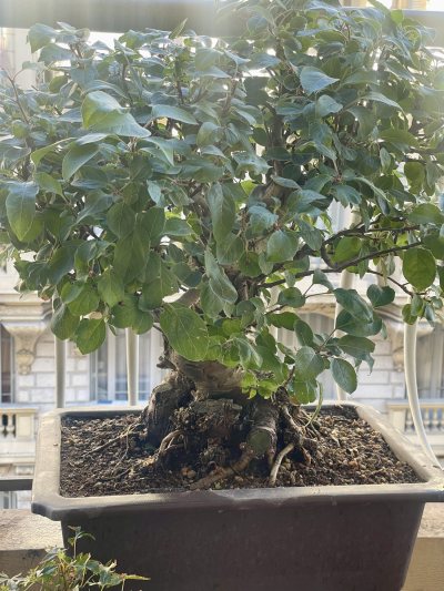 Pommier ornemental avec fleurs roses