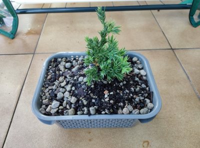Juniperus P.