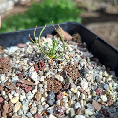 Japanese Black Pine 9