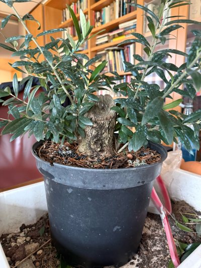 Olivo yamadori tocon