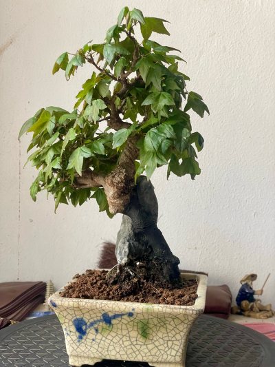 Acer buergerianum