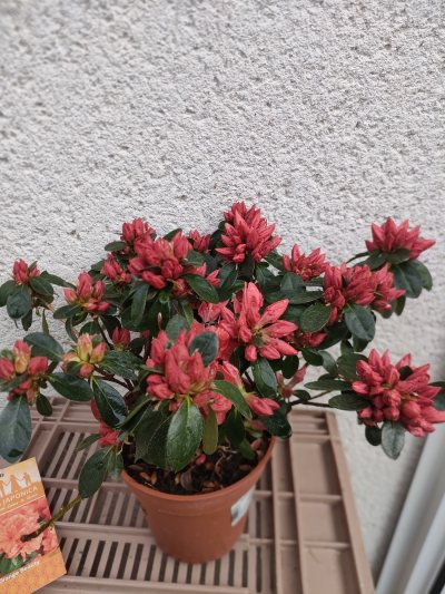 Azalée du Japon "orange Beauty"