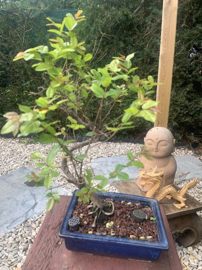 Sageretia 2