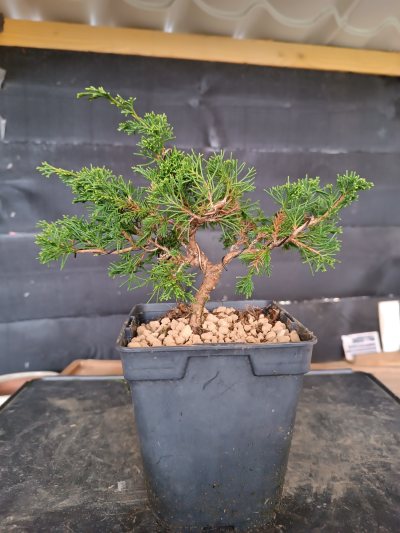 Juniperus chinensis Itoigawa 087