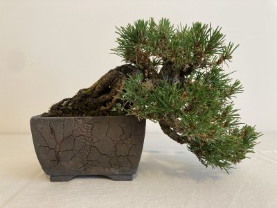 Shohin Pin noir