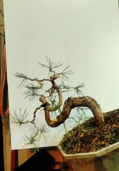 Pin sylvestre