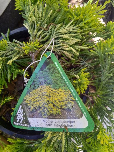Creeping juniper, mother load