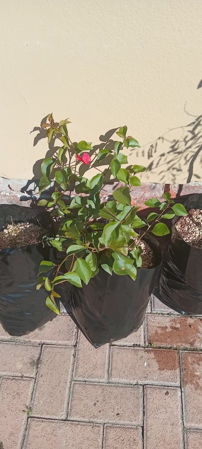 Bougainvilla