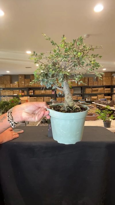 Chinese elm A2