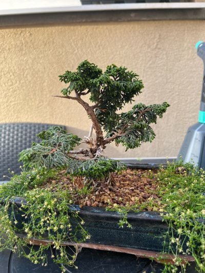 Hinoki maureen