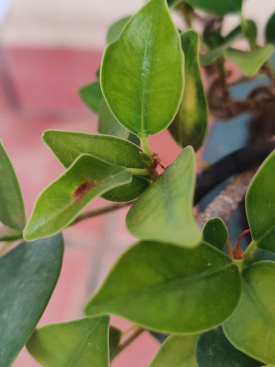 Ficus Laurel de indias