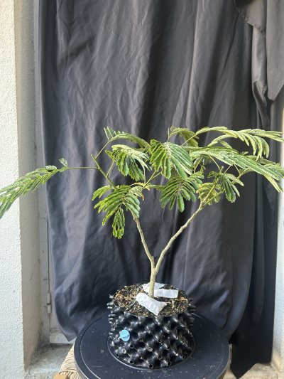 Albizia