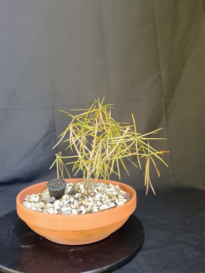 Sciadopitys verticillata
