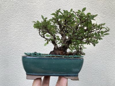 Shohin Orme de Chine