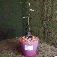 Repotting - 2/7/26 - Photo 1/1