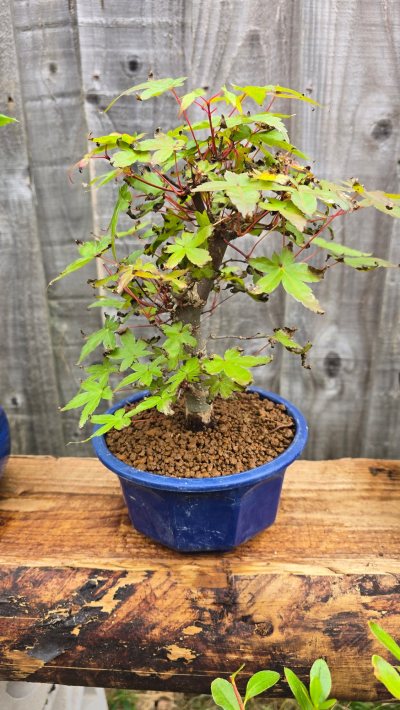 Japanese maple