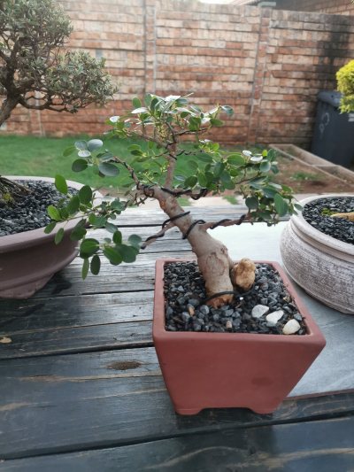 Ficus