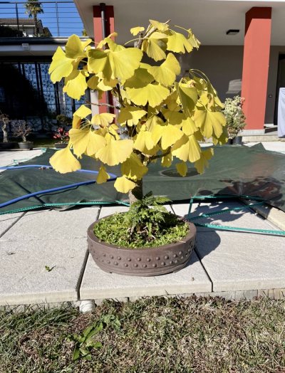 Ginkgo biloba