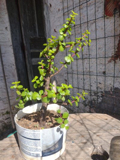 Pré Portolacaria afro
