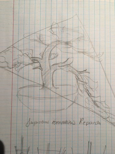 Genévrier 5