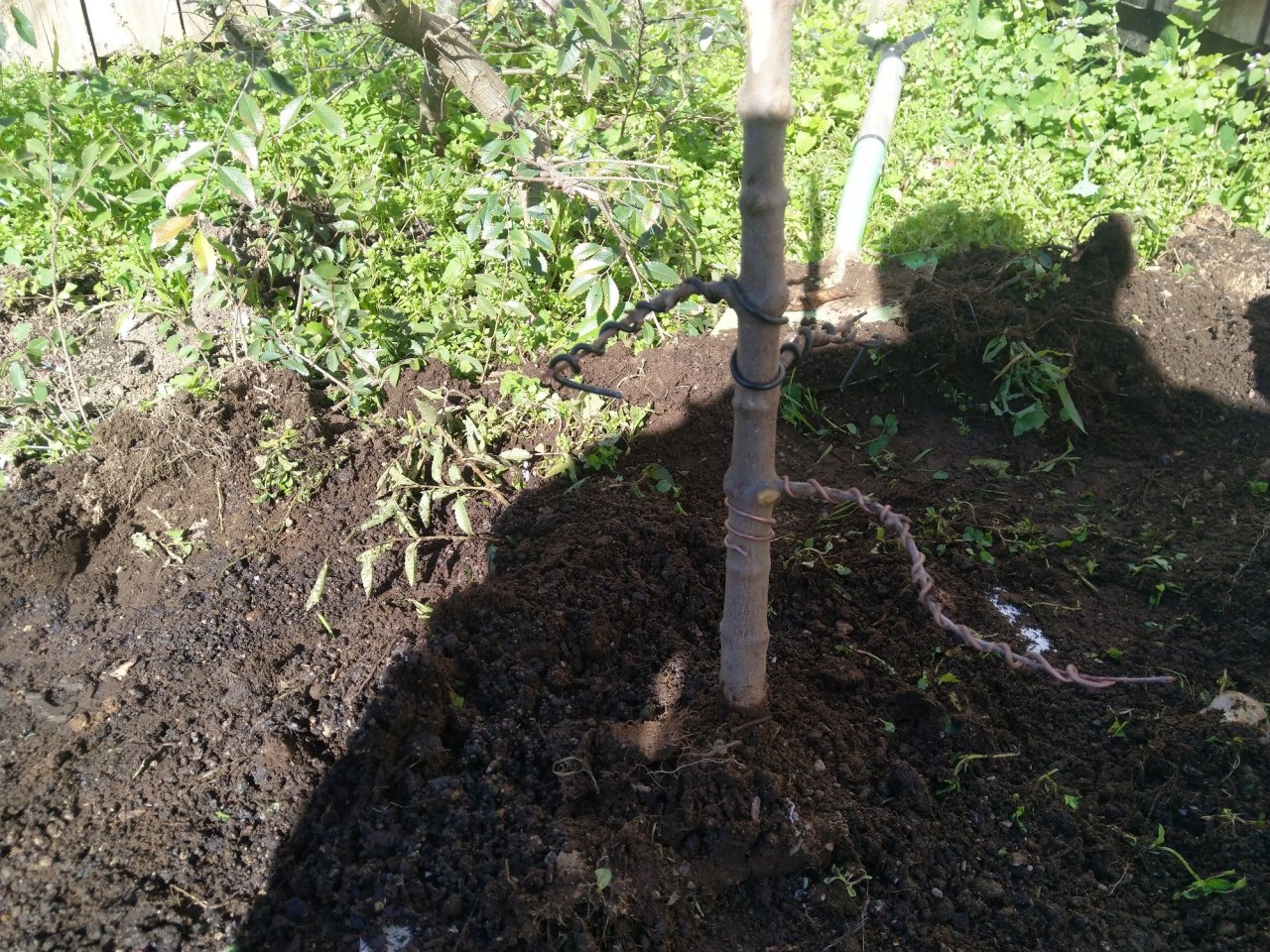 Photo 4