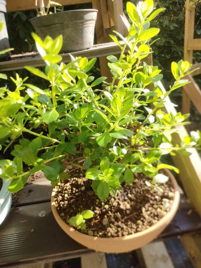 Escallonia "Pride of Donald"