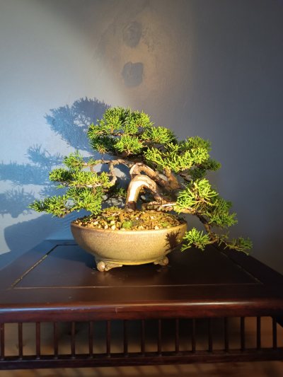 Juniperus chinensis Itoigawa 020