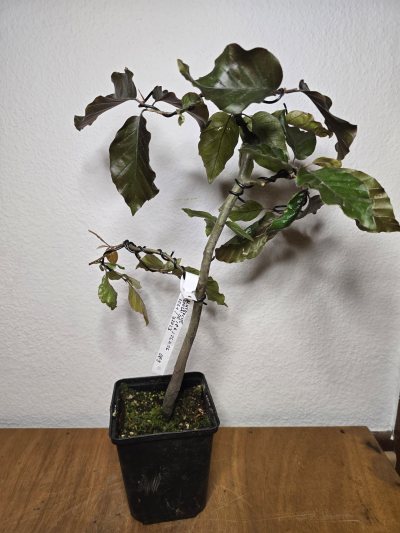 Blutbuche 001