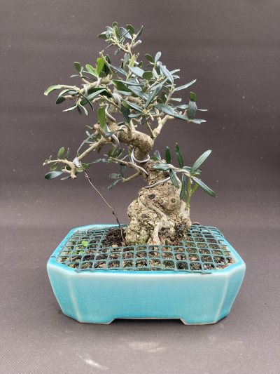 Shohin Olivier