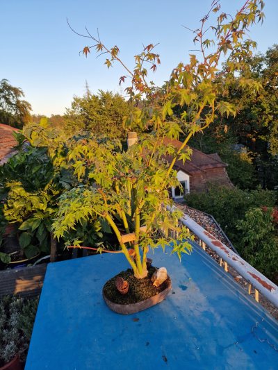 Palmatum Kabudashi