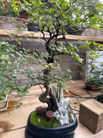Orme sur pierre Zelkova