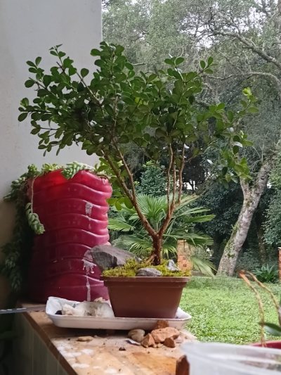 Cerca bonsai