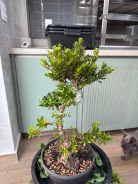 Beschneiden - 20.03.26 - Photo 1/2