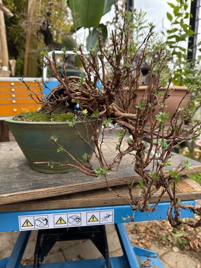 Potentilla #8