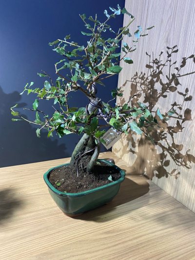 Quercus Suber