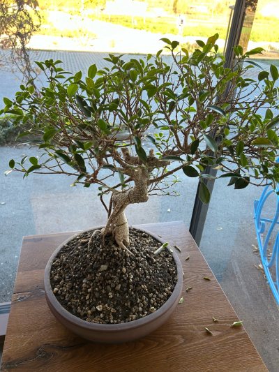 Virg Ficus