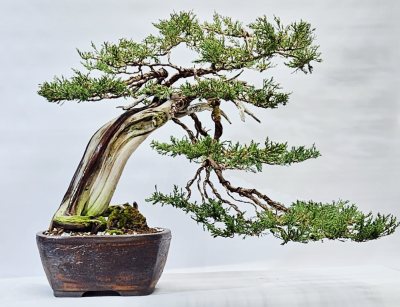 Juniper 1