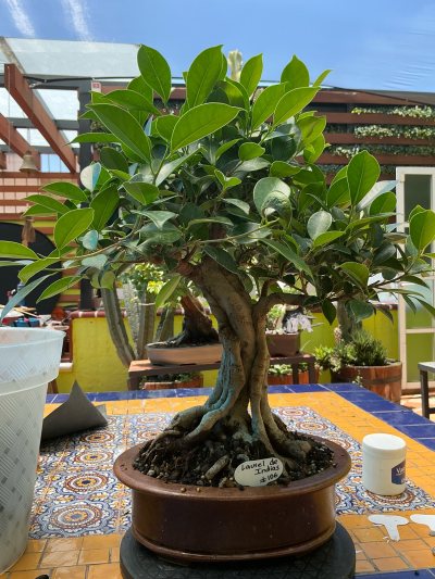 Laurel de Indias