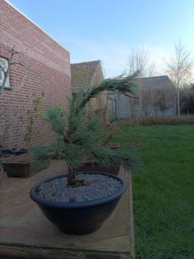Pinus parviflora ‘negishi’