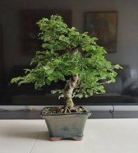 Прищипывание - 08.04.2026 - Photo 1/6