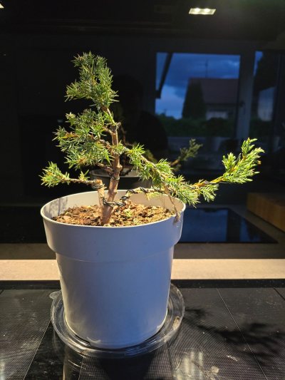 Juniperus