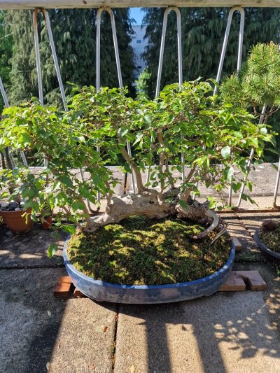 Corean hornbeam raft