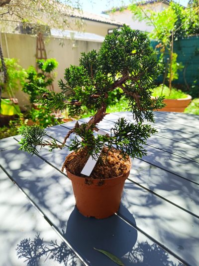 Juniperus Kishu
