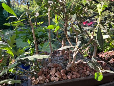 Olea
