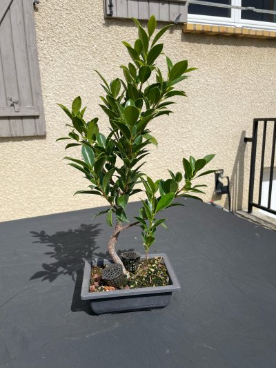 Bouture Ficus 2