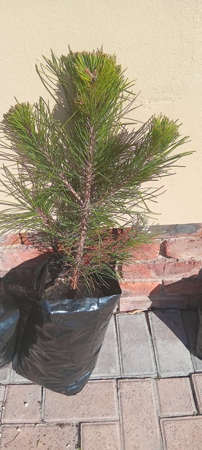 Pine